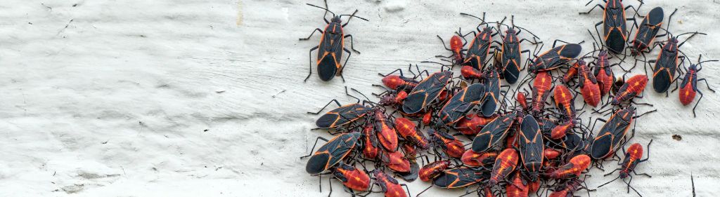 Boxelder Bugs — identification and treatment in Waukesha County, WI
