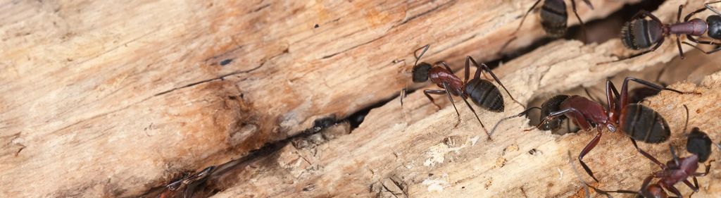 Carpenter Ants — identification and treatment in Waukesha County, WI