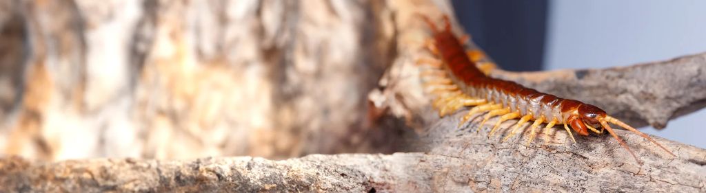 Centipedes — identification and treatment in Waukesha County, WI