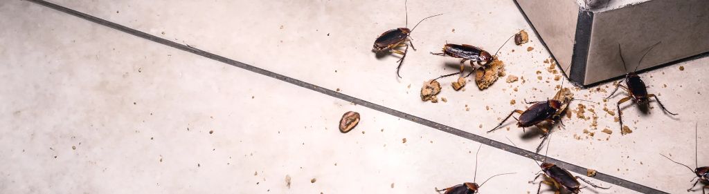 Cockroaches — identification and treatment in Waukesha County, WI