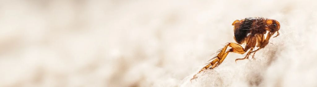 Fleas — identification and treatment in Waukesha County, WI