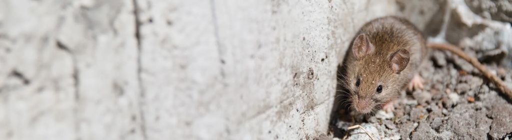 Mice — identification and treatment in Waukesha County, WI