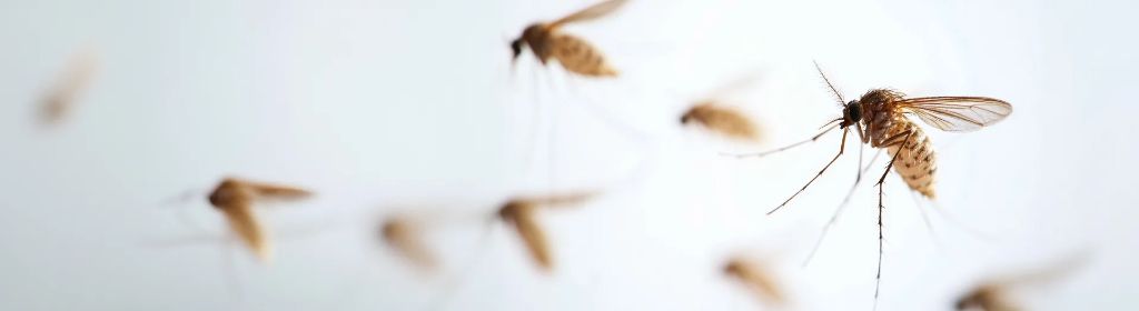 Mosquitoes — identification and treatment in Waukesha County, WI