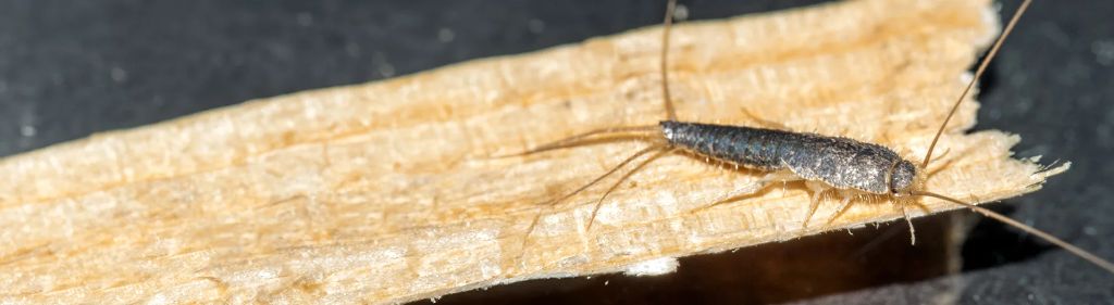 Silverfish — identification and treatment in Waukesha County, WI