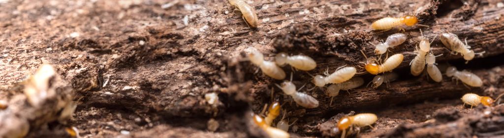 Termites — identification and treatment in Waukesha County, WI