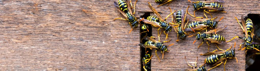 Yellow Jackets — identification and treatment in Waukesha County, WI